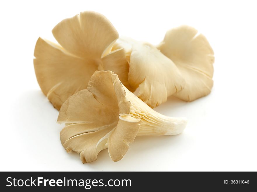 Fresh oyster mushrooms, an edible fungus of the genus Pleurotus used as a cooking ingredient in gourmet and vegeterian cuisine