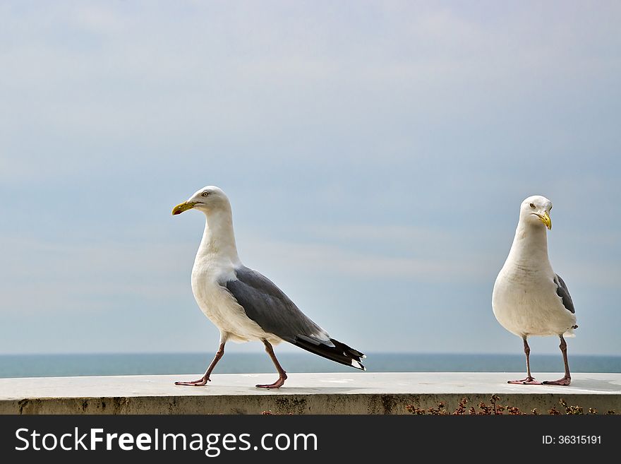 A pair of herring gulls appearing to be having an tiff. A pair of herring gulls appearing to be having an tiff.