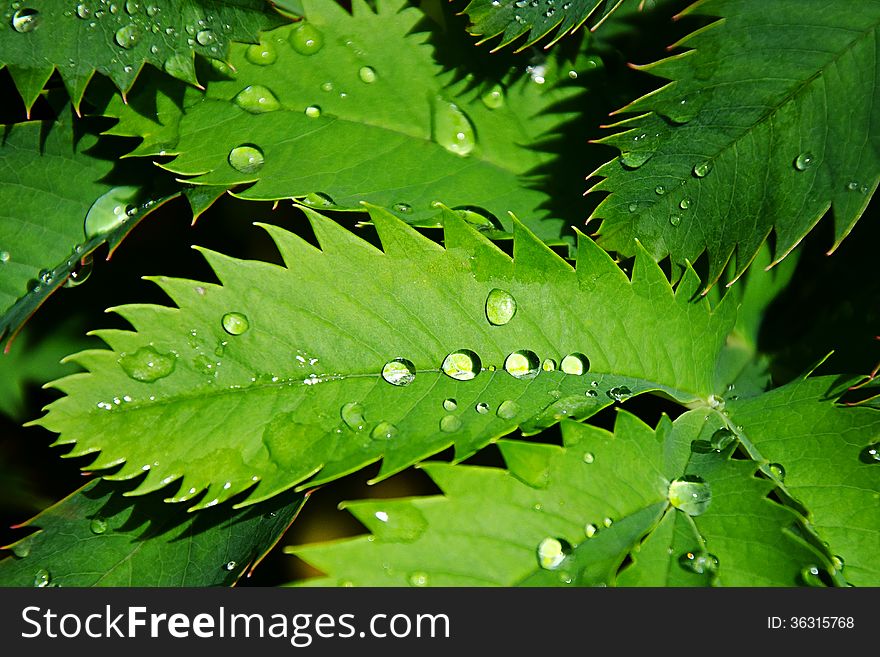 Raindrops on broad ornamental leaves in a garden setting. Raindrops on broad ornamental leaves in a garden setting.