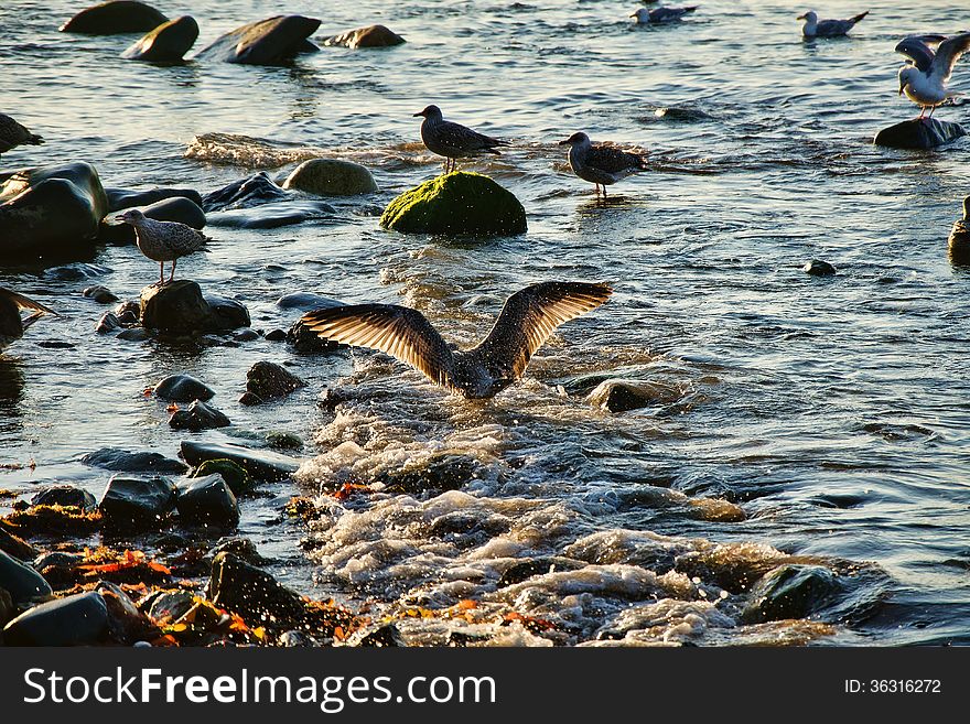 Seagulls cleaning their feathers in the early morning light. Seagulls cleaning their feathers in the early morning light.