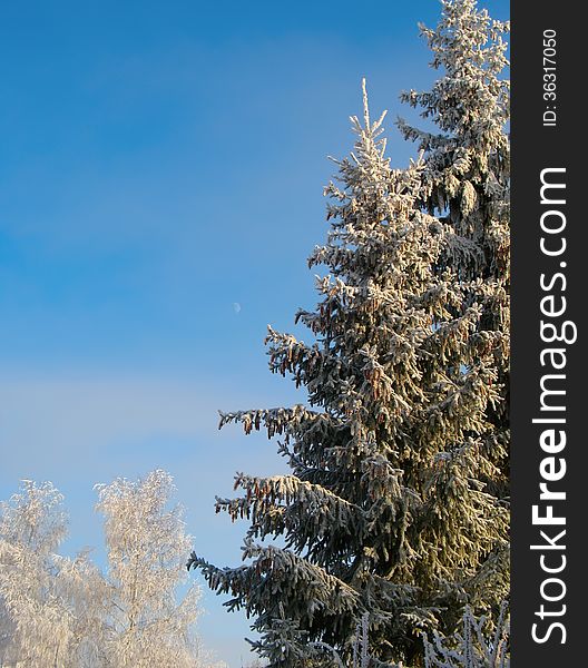 Winter Trees Under Snow In Sunny Day