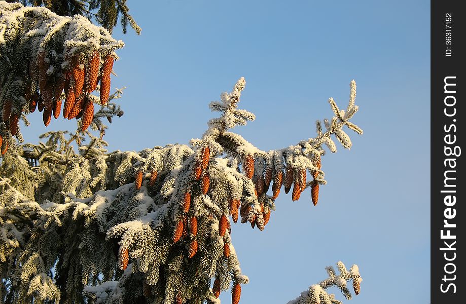 Snowy fir tree on a blue sky background