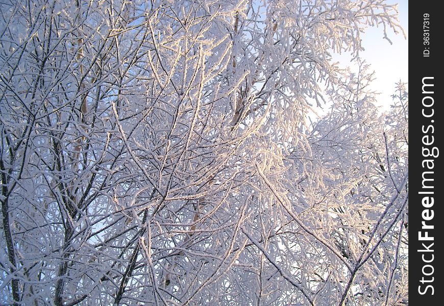 Winter Trees Under Snow On A Blue Sky Background