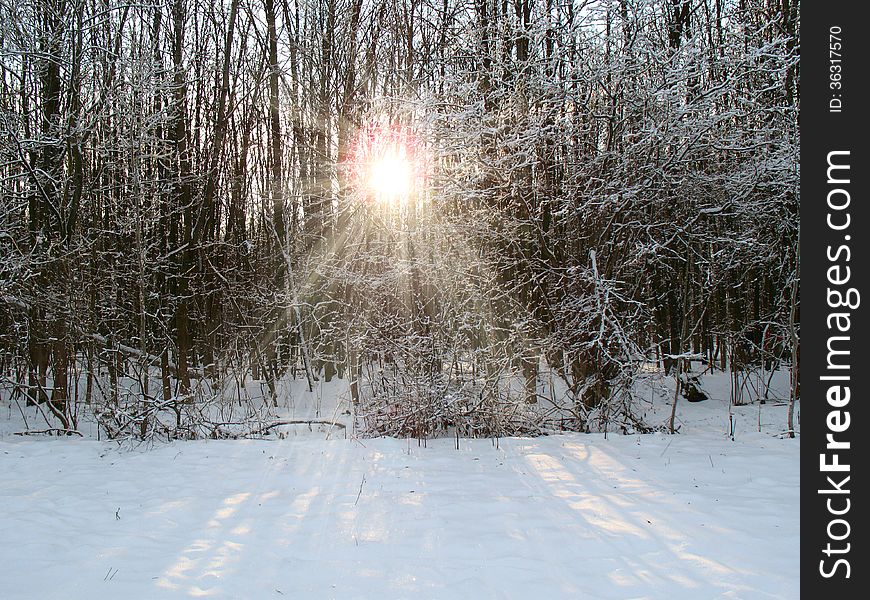 Sunshine in a winter forest