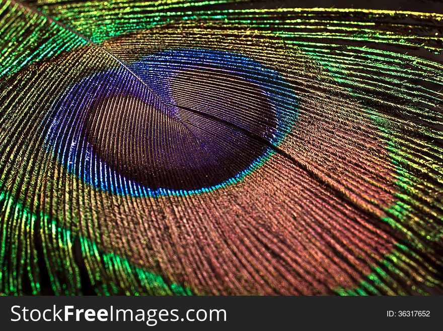 Colorful peacock feather on the dark background