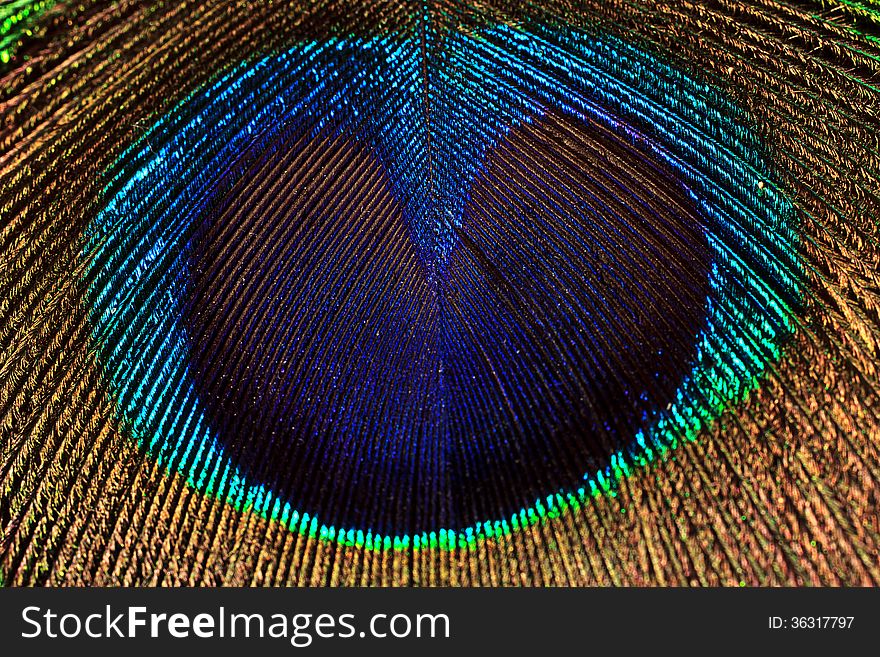 Colorful peacock feather closeup like heart