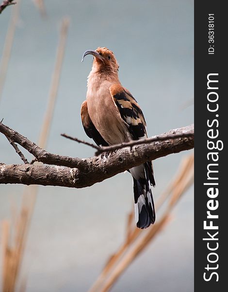 Hoopoe sitting on a branch