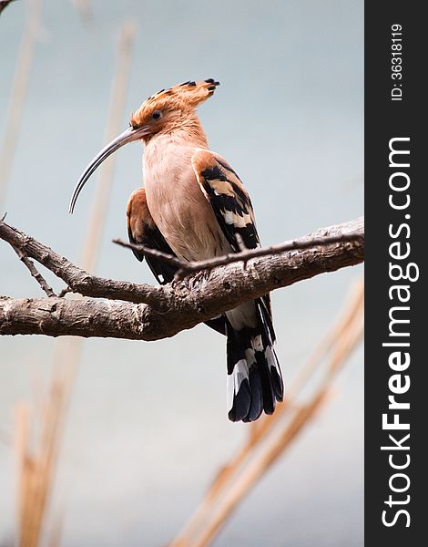 Hoopoe sitting on a dry branch