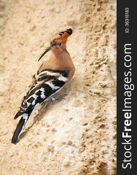 Hoopoe sitting on a rock and looking back