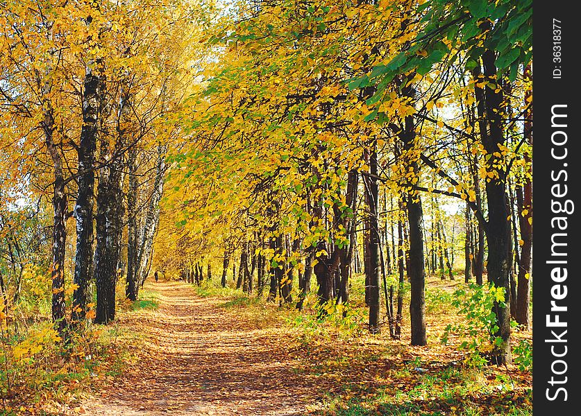 Trees covered with yellow leaves along the roads, Laden with yellow leaves. Trees covered with yellow leaves along the roads, Laden with yellow leaves.