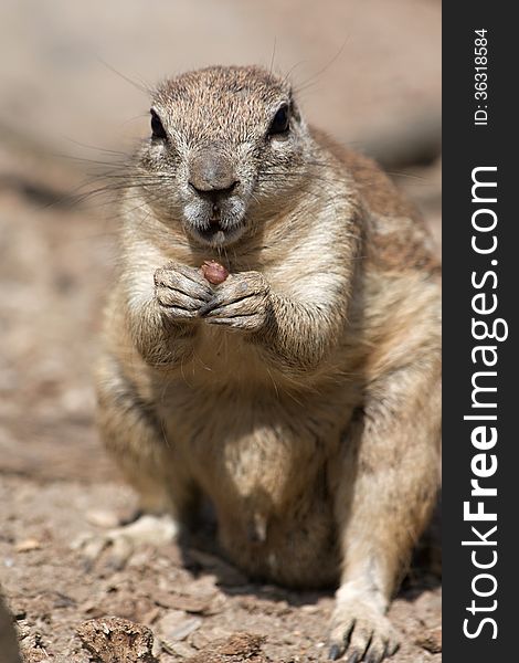 Front view of a squirrel cape, squirrel holding in front paws food