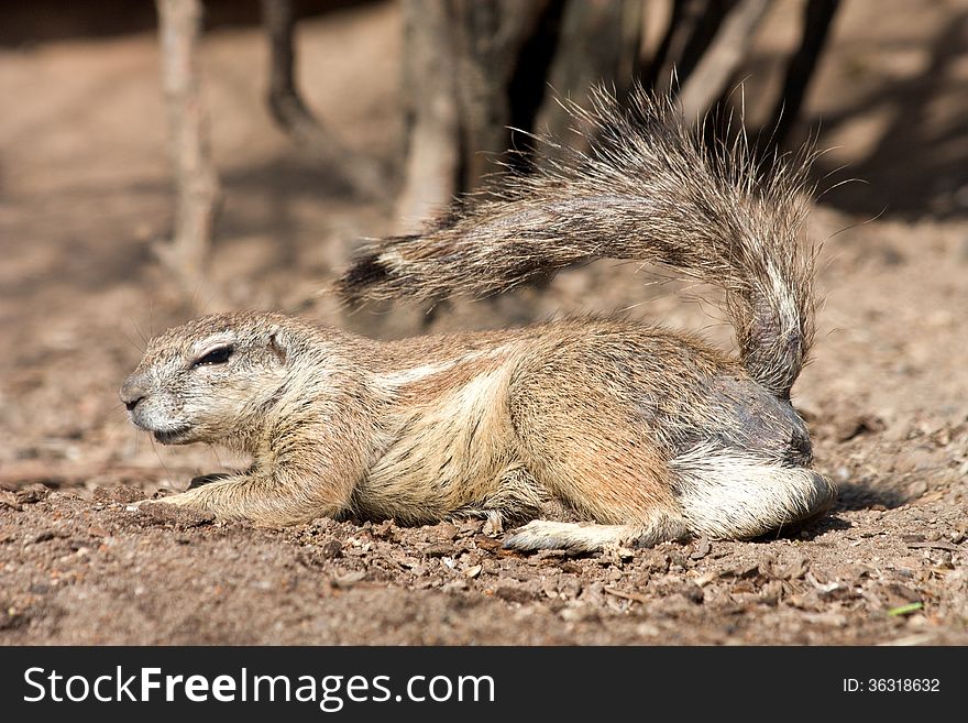 Squirrel cape side lying in the sand