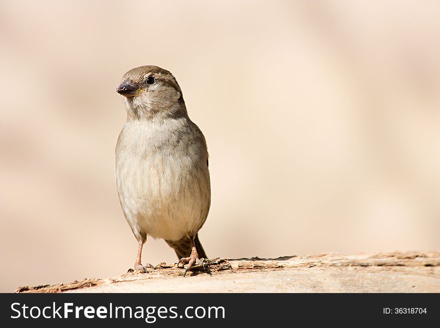 Front view of a sparrow, sparrow sitting on a branch