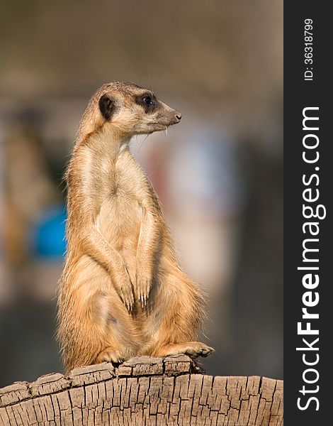 Meerkat sitting on a stump and looking to the side