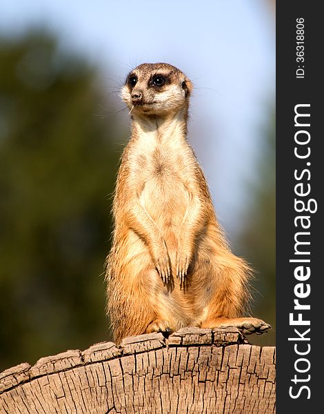 Meerkat sitting on a stump and watching the surroundings