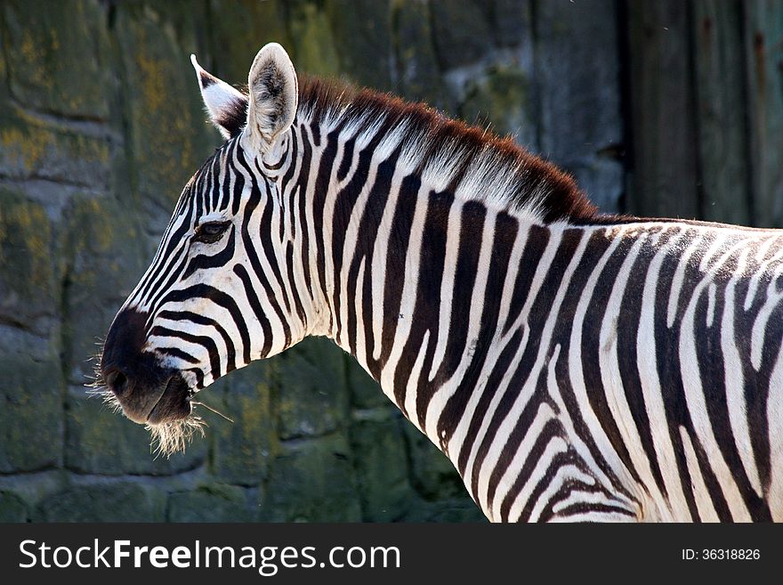 Zebra profile showing the 'mohawk' with faded background