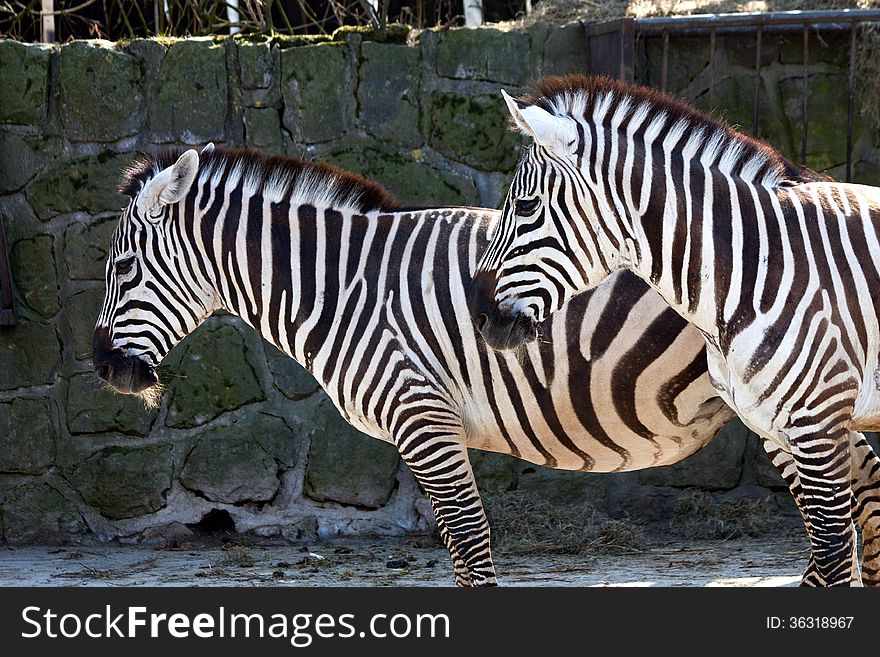 Two zebras on the side of the stone wall