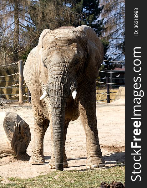 Front view of an elephant for fencing. Front view of an elephant for fencing