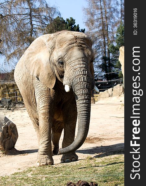 Front view of an elephant for fencing. Front view of an elephant for fencing