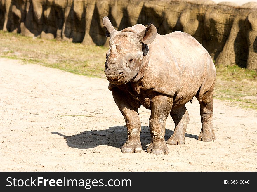 A young rhinoceros looks ahead. A young rhinoceros looks ahead