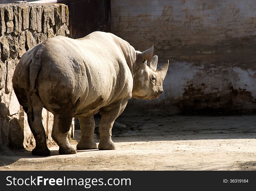 Adult rhinoceros stands next to a wall. Adult rhinoceros stands next to a wall