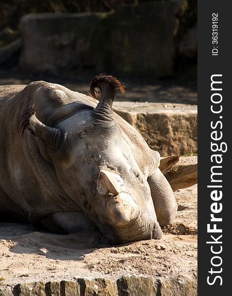 Rhinoceros In The Zoo