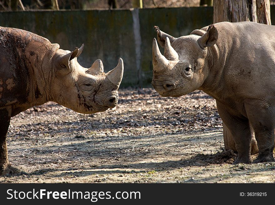Two rhinos are facing each other. Two rhinos are facing each other