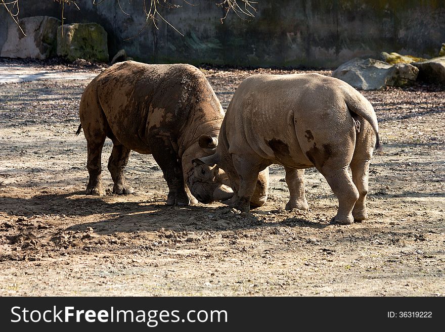 Two rhinos compete among themselves