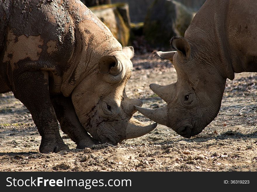 Two rhinos compete among themselves