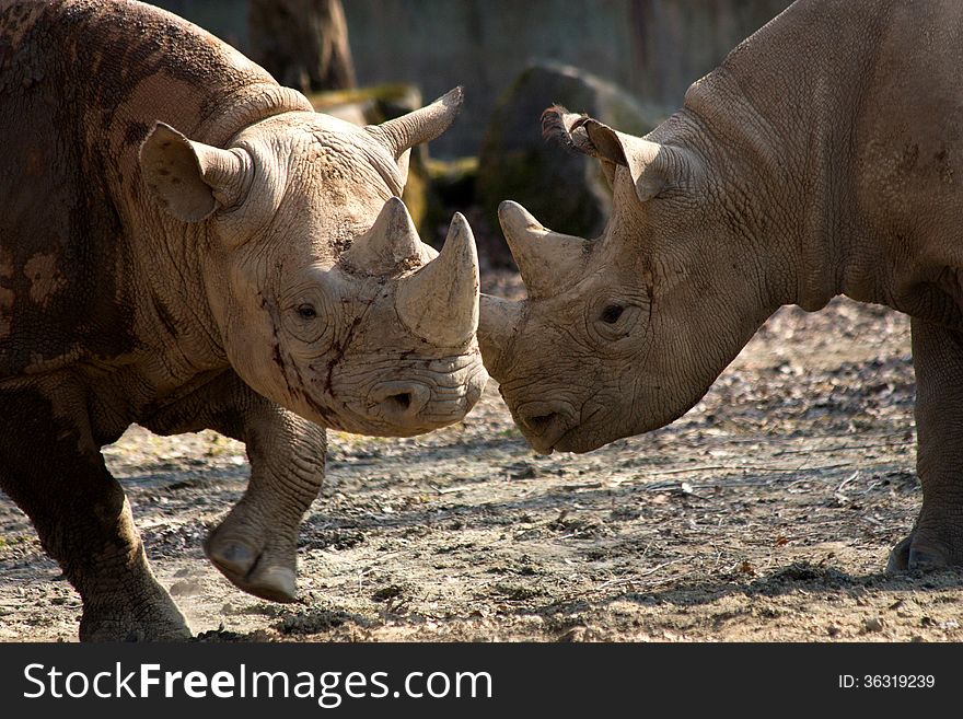 Two rhinos compete among themselves