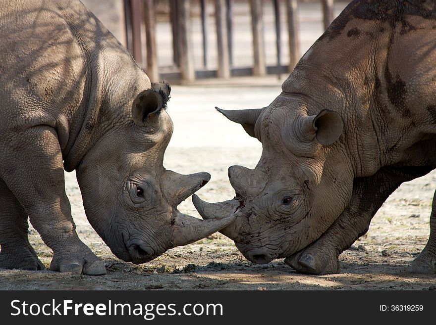 Two rhinos compete among themselves