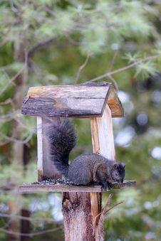 Black Squirrel At Backyard Feeder Royalty Free Stock Photos
