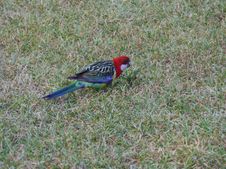 Australian Crimson Rosella Stock Photo Australian Crimson Rosella Stock Photo