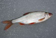 Roach Lying On The Ice, This Winter Fishing Stock Photography Roach Lying On The Ice, This Winter Fishing Stock Photography