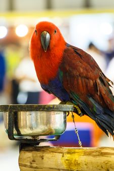 Red Parrot Royalty Free Stock Photos Red Parrot Royalty Free Stock Photos