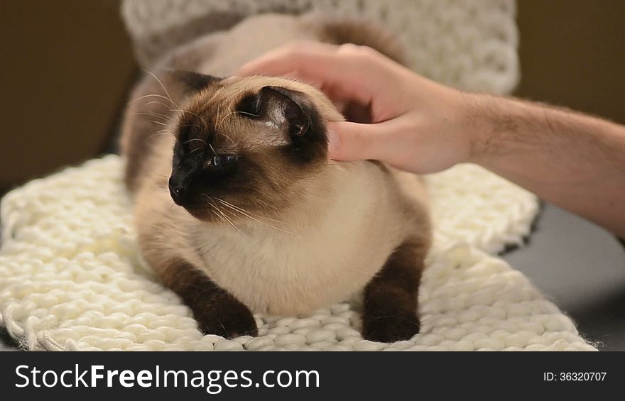 Happy siamese cat being pet by man. Happy siamese cat being pet by man