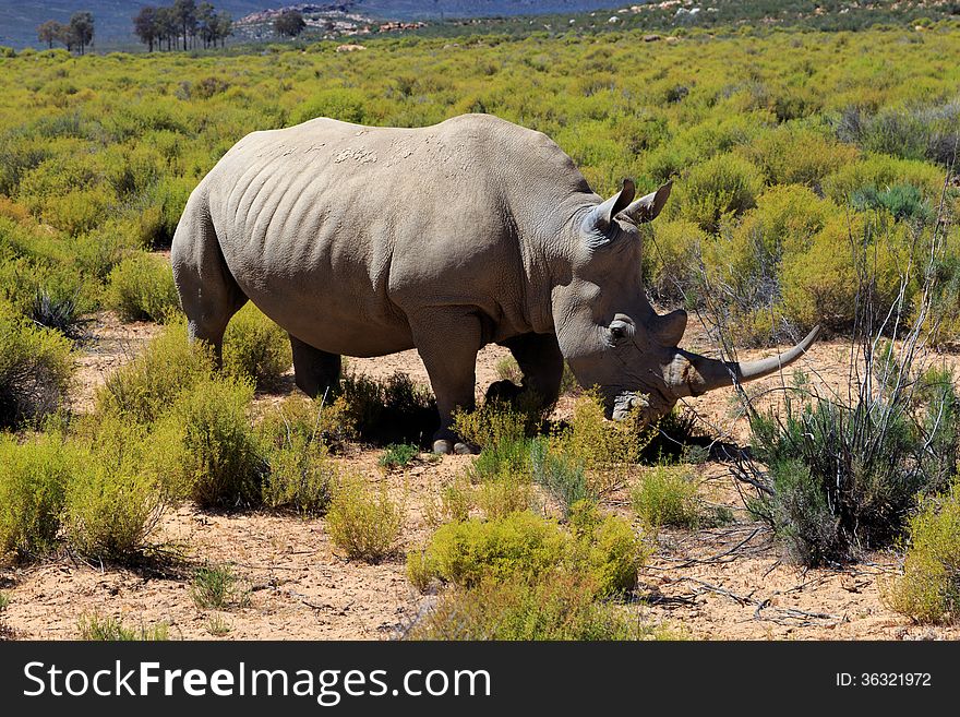 Rhinoceros In Safari Park