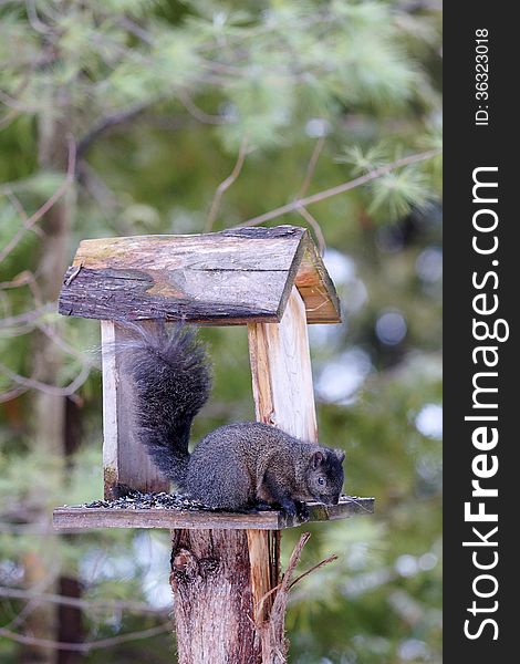 A handsome black squirrel protects its food supply at a backyard feeder from other hungry invaders. The Black Squirrel is a sub species of the Eastern Gray Squirrel (Sciurus carolinensis). A handsome black squirrel protects its food supply at a backyard feeder from other hungry invaders. The Black Squirrel is a sub species of the Eastern Gray Squirrel (Sciurus carolinensis).
