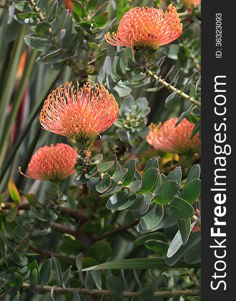 Leucospermum erubescens (Oranjevlam/Orange Flame) flowers in bloom at Kirstenbosch National Botanical Garden, Cape Town, South Africa. Leucospermum erubescens (Oranjevlam/Orange Flame) flowers in bloom at Kirstenbosch National Botanical Garden, Cape Town, South Africa.