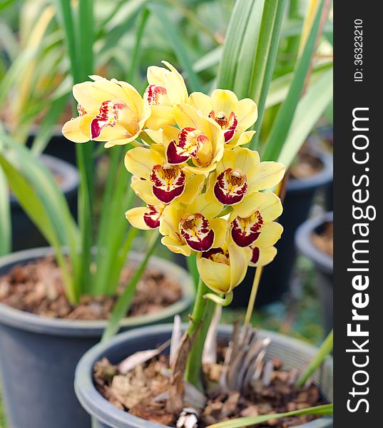 Yellow cymbidium orchid in pot