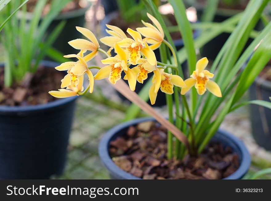 Yellow cymbidium orchid in pot