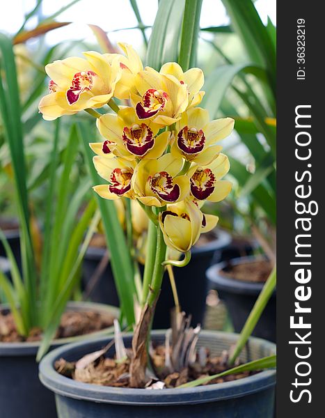 Yellow cymbidium orchid in pot