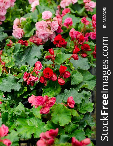 Begonia flower blooming in garden