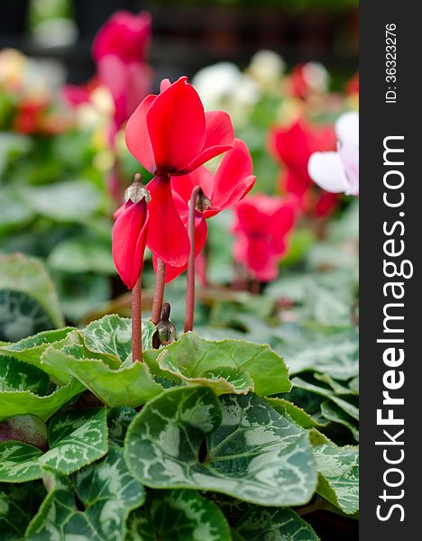 Red cyclamen blooming in garden