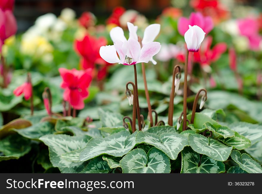 cyclamen flower blooming in garden