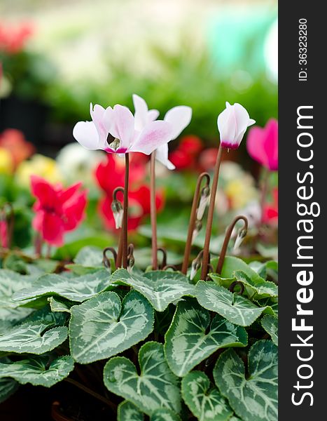 Cyclamen flower blooming in garden