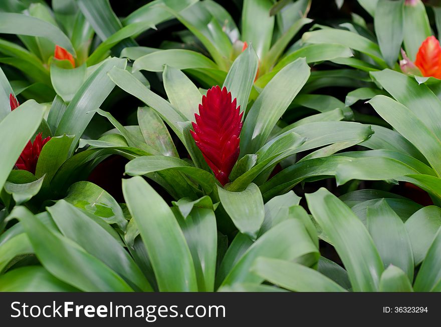 Bromeliad blooming in flower pot. Bromeliad blooming in flower pot