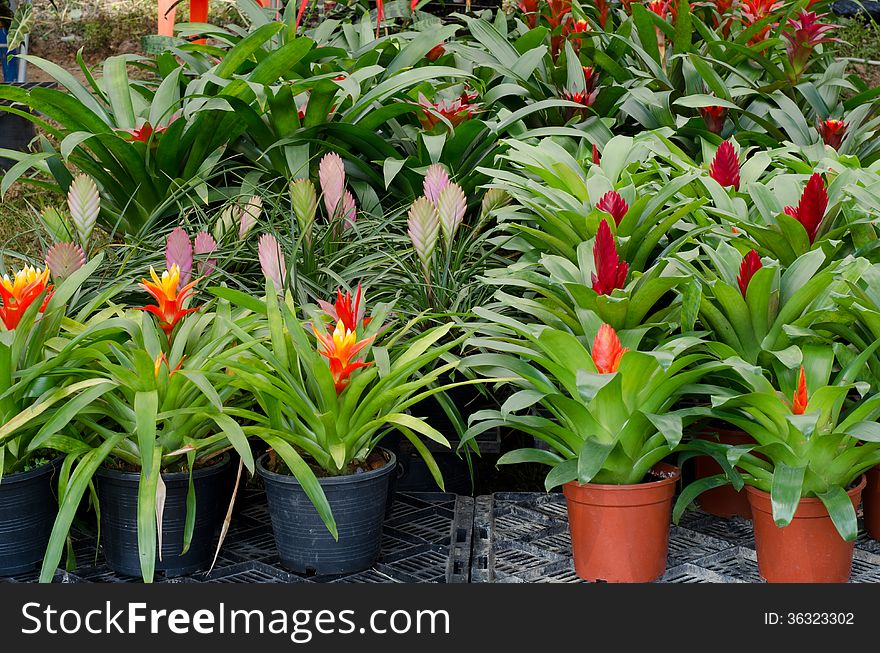 Bromeliad flowers