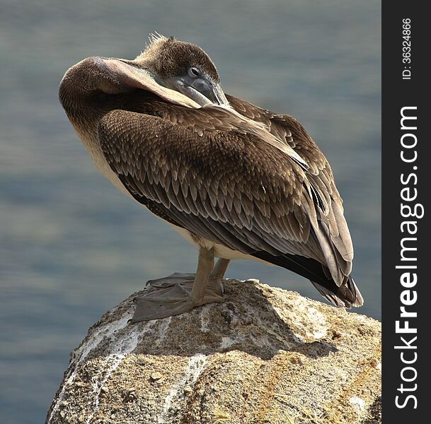 Pelican trying to sleep on the rocks of Monterey Ca. Pelican trying to sleep on the rocks of Monterey Ca