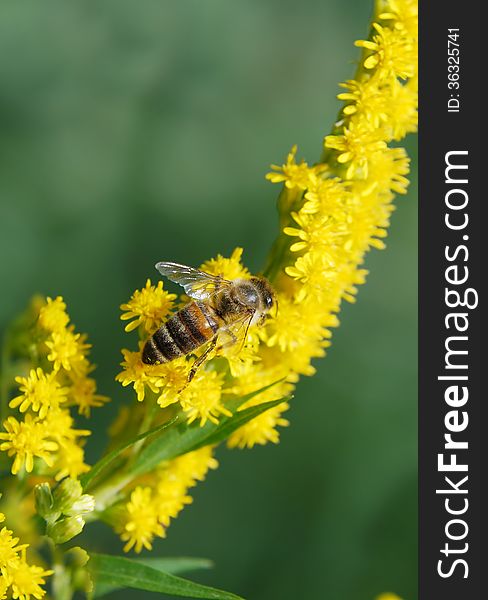Honey bee on a branch with yellow flower. Honey bee on a branch with yellow flower